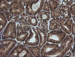 FTCD / 58K Golgi Protein Antibody (clone OTI4A7, Carrier-free)