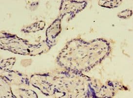 E2F2 Antibody