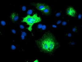 TMEM80 Antibody (clone OTI3A6, Carrier-free)