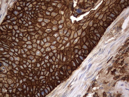 CD44 Antibody (clone UMAB133, Carrier-free)