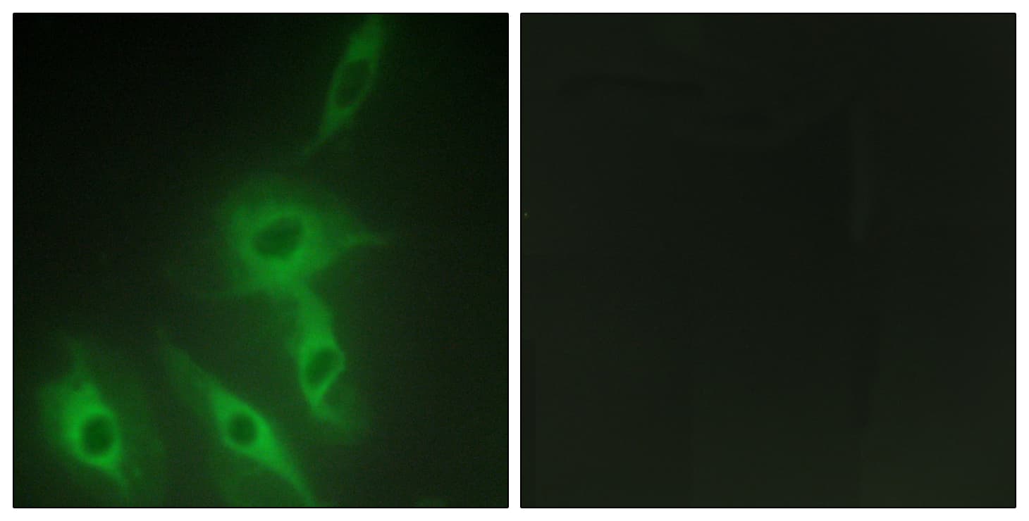 RALGAPA2 Antibody (aa641-690)
