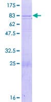 Human C10orf2 / PEO1 Protein (Recombinant GST)
