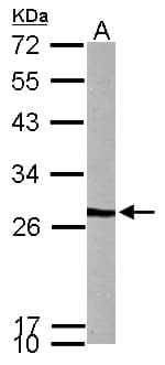 VBP1 Antibody (aa1-173)