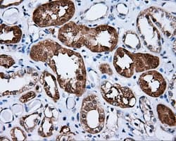Monoclonal Mouse anti-Human BAP / SIL1 Antibody (clone OTI1G7, IHC, IF, WB)