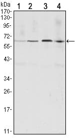 Monoclonal Mouse anti-Human CCNB1 / Cyclin B1 Antibody (clone 1B10, IHC, WB)