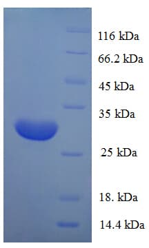 Human POU2AF1 / BOB1 Protein (Recombinant His)