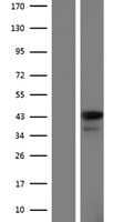 LTB4R2 / BLT2 Protein (Over-Expression Lysate Myc-DDK (Flag))