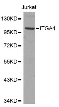 Polyclonal Rabbit anti-Human ITGA4 / VLA-4 / CD49d Antibody (IHC, WB)