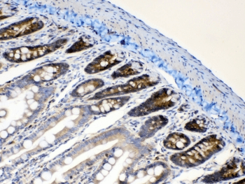 RANBP1 Antibody