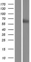 Heparanase 2 / HPSE2 Protein (Over-Expression Lysate Myc-DDK (Flag))