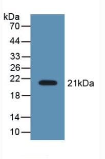 LCN8 Antibody (aa27-176, HRP)