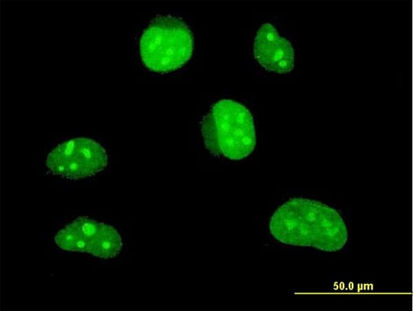 HLF Antibody (clone 1F12-1C4)