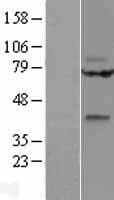 WNT14 / WNT9A Protein (Over-Expression Lysate Myc-DDK (Flag))