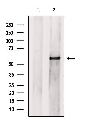 PRPF4 Antibody