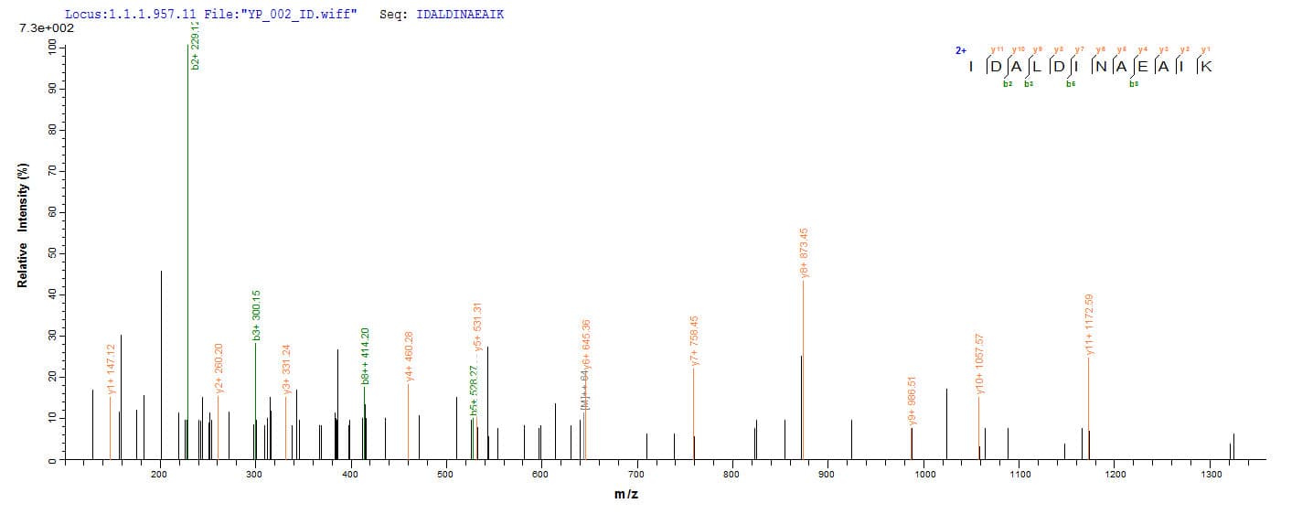 Gardnerella vaginalis Modification Methylase AccI Protein (Recombinant 6His, N-terminus)