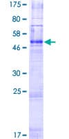 Human OR2G2 Protein (Recombinant GST)