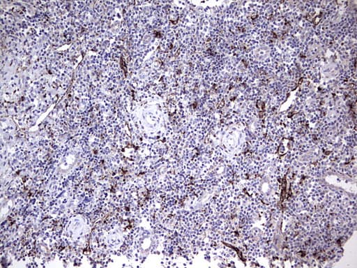 Nor-1 / NR4A3 Antibody (aa332-626, clone OTI2B11)