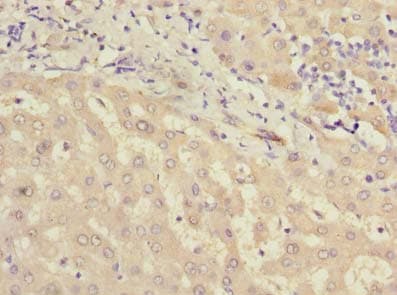 MIER2 Antibody