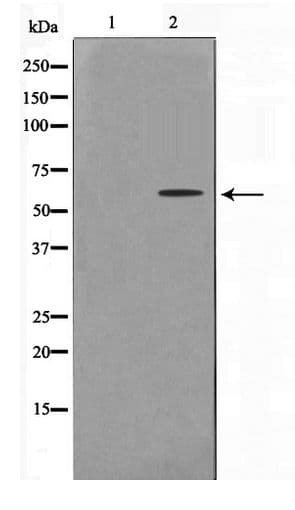 ZNF682 Antibody