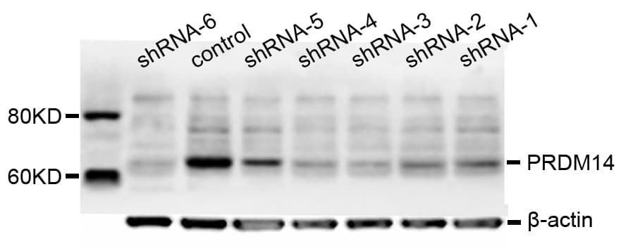 PRDM14 Antibody