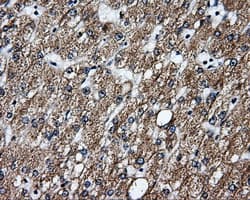 GBE1 Antibody (clone OTI4E6)