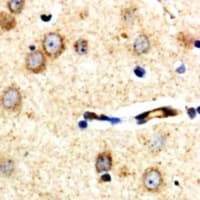 Polyclonal Rabbit anti-Human ARHGEF3 / XPLN Antibody (C-Terminus, IHC, IF, WB)