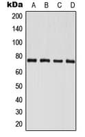 PAK6 Antibody (C-Terminus)