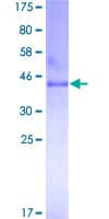 Human CLDN1 / Claudin 1 Protein (Recombinant GST)