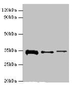 STK16 Antibody (aa1-305)