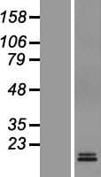 M6PR Protein (Over-Expression Lysate Myc-DDK (Flag))