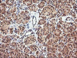 PARVA Antibody (clone OTI2F10)