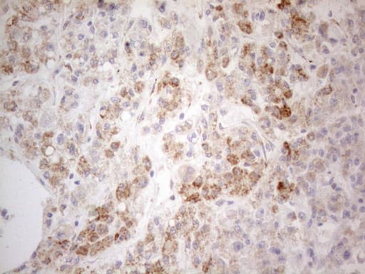 Monoclonal Mouse anti-Human PDX1 Antibody (clone OTI3H3, Carrier-free, IHC, WB)