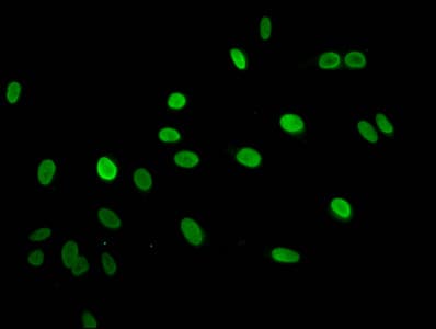 HIST1H2AI Antibody