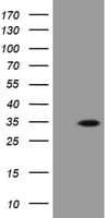 PROSC Antibody (clone OTI3G7)