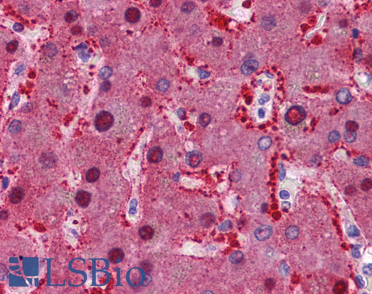 IHC-plus™ KPNA2 / Importin Alpha 1 Antibody