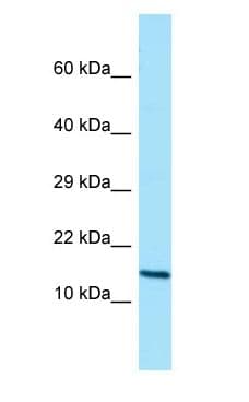 GCSH Antibody (C-Terminus)