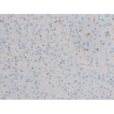 GJA1 / CX43 / Connexin 43 Antibody (phospho-Ser367)