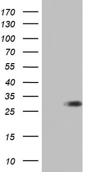 Monoclonal Mouse anti-Human ENKUR Antibody (clone OTI1C8, WB)