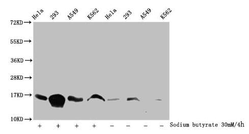 HIST1H3A Antibody