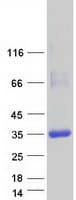 Human CRY Protein (Recombinant Myc-DDK (Flag))