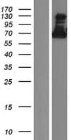 ZNF579 Protein (Over-Expression Lysate Myc-DDK (Flag))