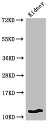 HIST1H4I Antibody
