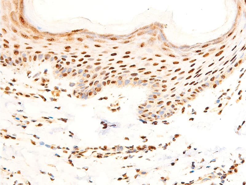 JUN / c-Jun Antibody (phospho-Ser243)