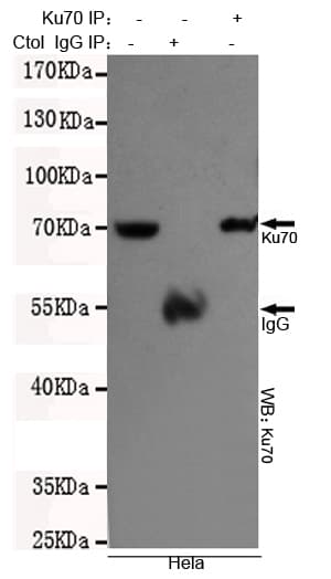 Monoclonal Mouse anti-Human XRCC6 / Ku70 Antibody (WB)