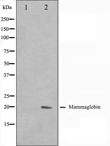 Polyclonal Rabbit anti-Human SCGB2A2 / Mammaglobin A Antibody (IHC, IF, WB)
