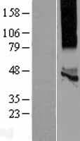 KCNK13 / THIK-1 Protein (Over-Expression Lysate Myc-DDK (Flag))