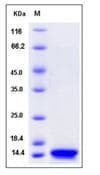 Mouse B2M / Beta 2 Microglobulin Protein (Recombinant His,C-terminus)