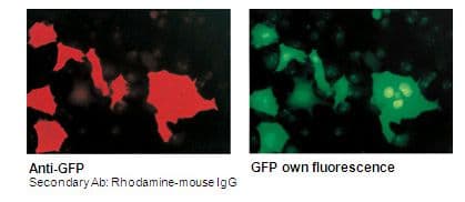 Monoclonal Mouse anti-Mouse GFP Antibody (clone 1E4, IHC, WB)