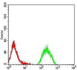 KAT2B / PCAF Antibody (clone 7D12C8)