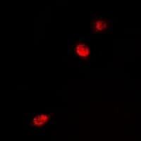 MECP2 Antibody